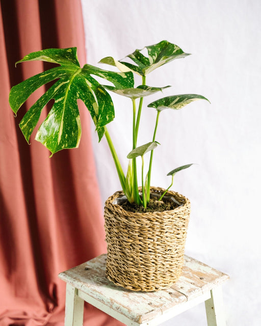 Monstera Thai Constellation