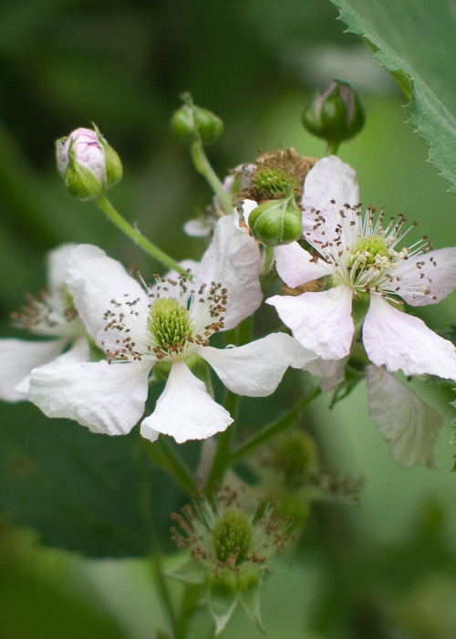 Lochness Mulberry - Fruktbusk