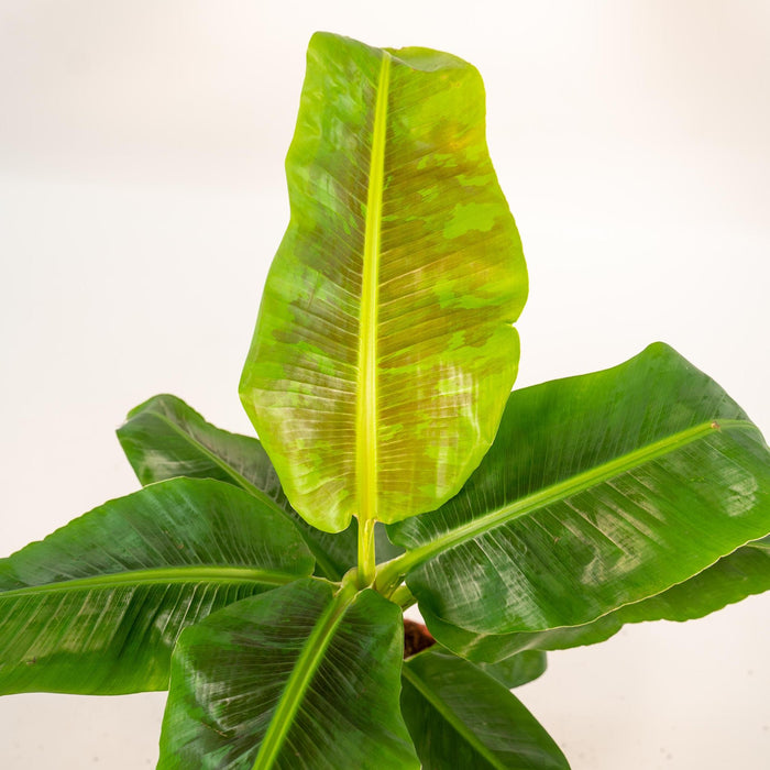 Musa Dwarf Cavendish - ↨90Cm - Ø21Cm + Mand Igmar