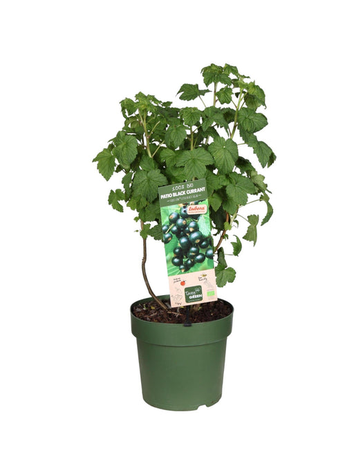 Blueberry Ribes Low.® 'Little Black Sugar'® Økologisk