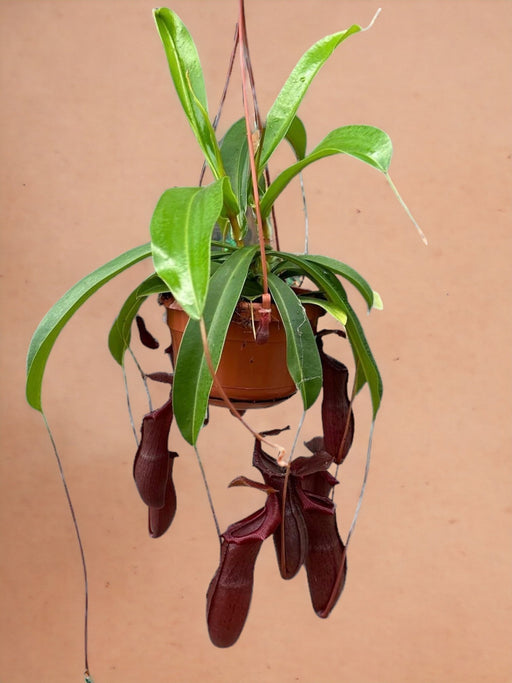 Nepenthes Monkey Jars Bill Carnivorous Plant