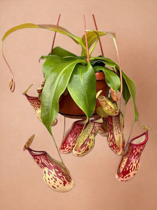 Nepenthes Monkey Jars Gaya Kjøttetende Plante