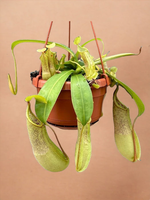 Nepenthes Monkey Jars Loes Carnivorous