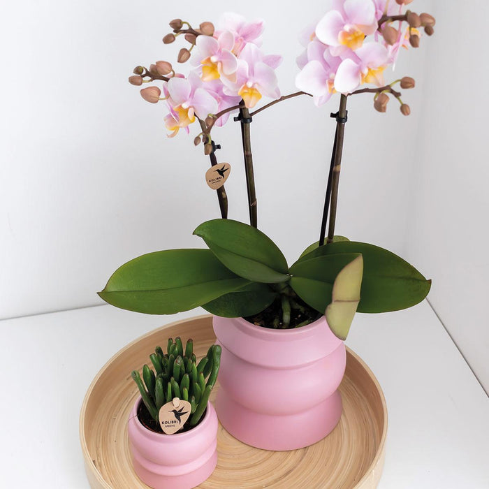 Kombitilbud: 2 Rosa Phalaenopsis Orkideer - Andorra, Stueplante