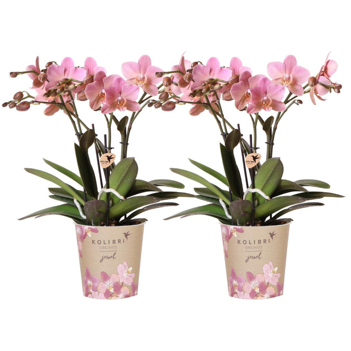 Kombitilbud: 2 Old Rose Treviso Orchids Ave Pot