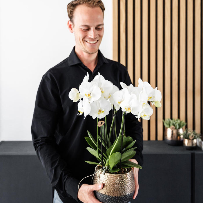 Kombinert Tilbud: 2 Hvite Phalaenopsis-Orkideer I Blomst