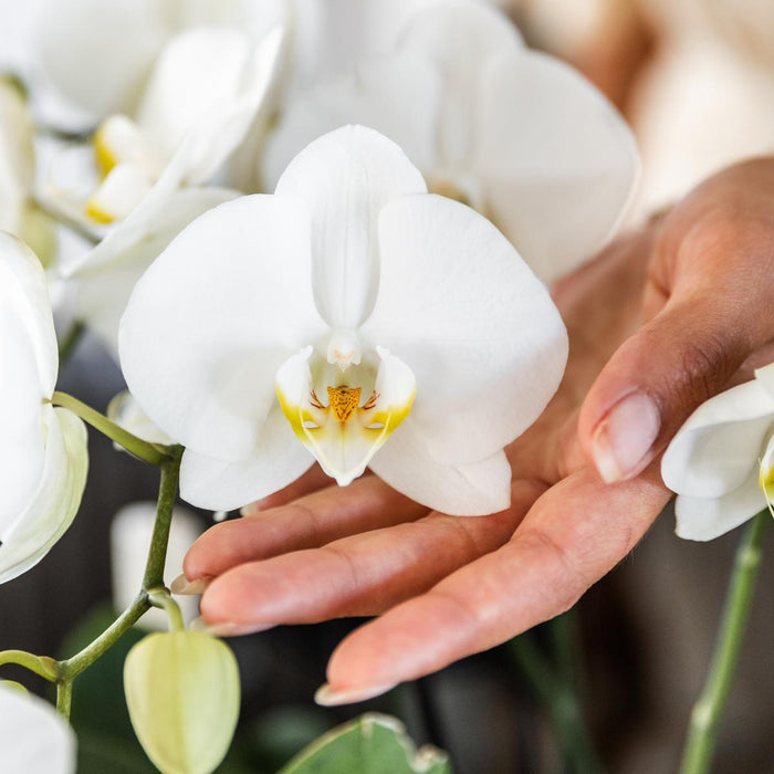 Kombinert Tilbud: 2 Hvite Phalaenopsis-Orkideer I Blomst