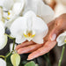 Kombinert Tilbud: 2 Hvite Phalaenopsis-Orkideer I Blomst