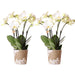 Kombinert Tilbud: 2 Hvite Phalaenopsis-Orkideer I Blomst