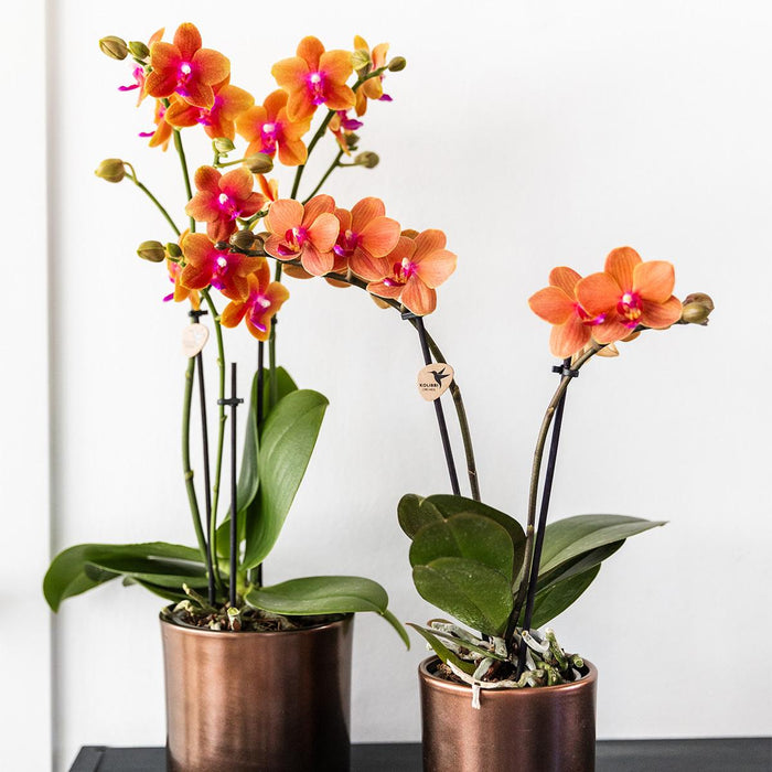 Kombinert Tilbud: 2 Orkideer Med Appelsinduftende Phalaenopsis