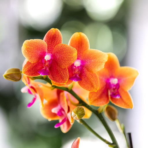 Kombinert Tilbud Av 4 Orkideer Med Appelsinduftende Phalaenopsis