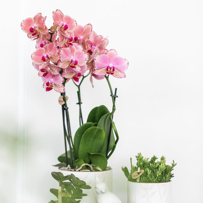 Phalaenopsis Pirate Picotee Duo Tilbud - Blomstrende Orkideer