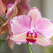 Phalaenopsis Pirate Picotee Duo Tilbud - Blomstrende Orkideer