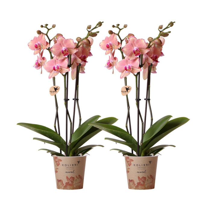 Phalaenopsis Pirate Picotee Duo Tilbud - Blomstrende Orkideer