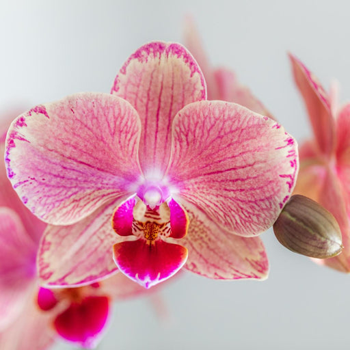 Phalaenopsis Pirate Picotee Duo Tilbud - Blomstrende Orkideer