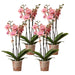 Spesialtilbud: 4 Phalaenopsis Pirate Picotee Orkideer