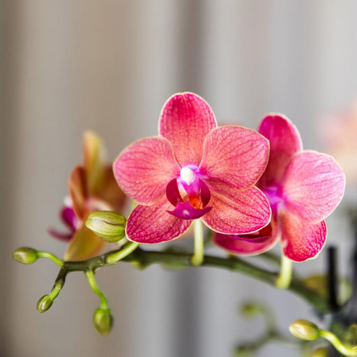 Spesialtilbud: 4 Kongorøde Phalaenopsis-Orkideer