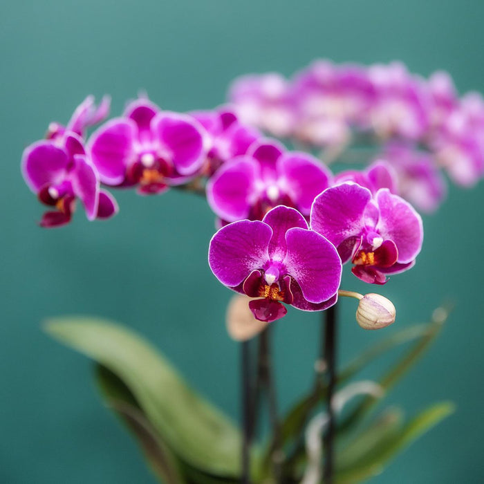 Spesialtilbud: 4 Blomstrende Lilla Phalaenopsis-Orkideer