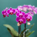 Spesialtilbud: 4 Blomstrende Lilla Phalaenopsis-Orkideer