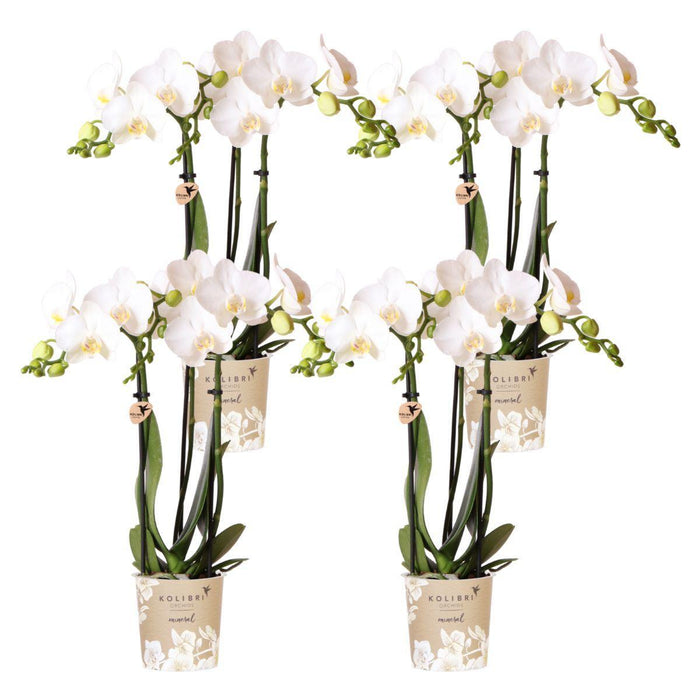 Spesialtilbud: 4 Phalaenopsis White Orchids Amabilis