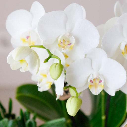 Spesialtilbud: 4 Phalaenopsis White Orchids Amabilis