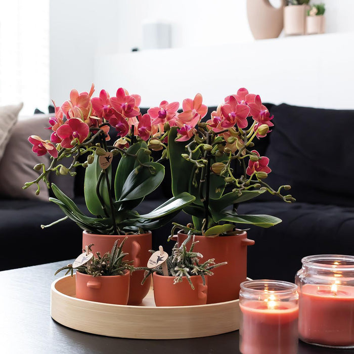 Spesialtilbud: Congo Red Phalaenopsis Orchid Duo