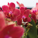 Spesialtilbud: Congo Red Phalaenopsis Orchid Duo