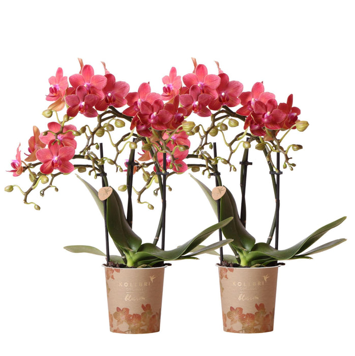 Spesialtilbud: Congo Red Phalaenopsis Orchid Duo