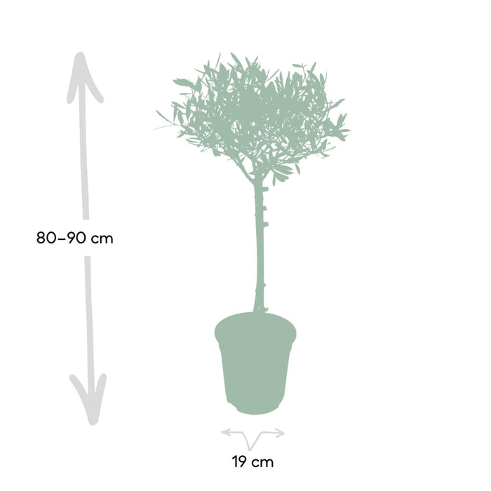 Olivier Olea - 90Cm - Ø19 - Fruktbusk - Uteplante