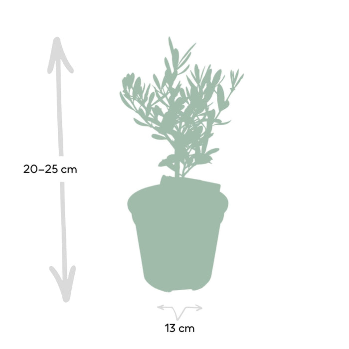 Olivier Olea Med Olivenoljeflaske - 25 Cm - Ø13 - Utendørs Fruktbusk