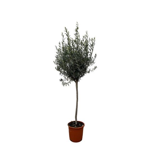 Oliventre - Olea Europaea Stamme