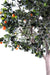 Artificial Orange Tree 280Cm For Innendørs Grønn Orange