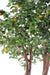 Artificial Orange Tree Dobbel 340Cm For Innendørs