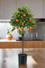 Orange Tree Artificial Plant - H75Cm, Ø12Cm