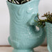 Hvit Amabilis Orchid Og Crassula Hobbit Orchid Med Turkise Potter