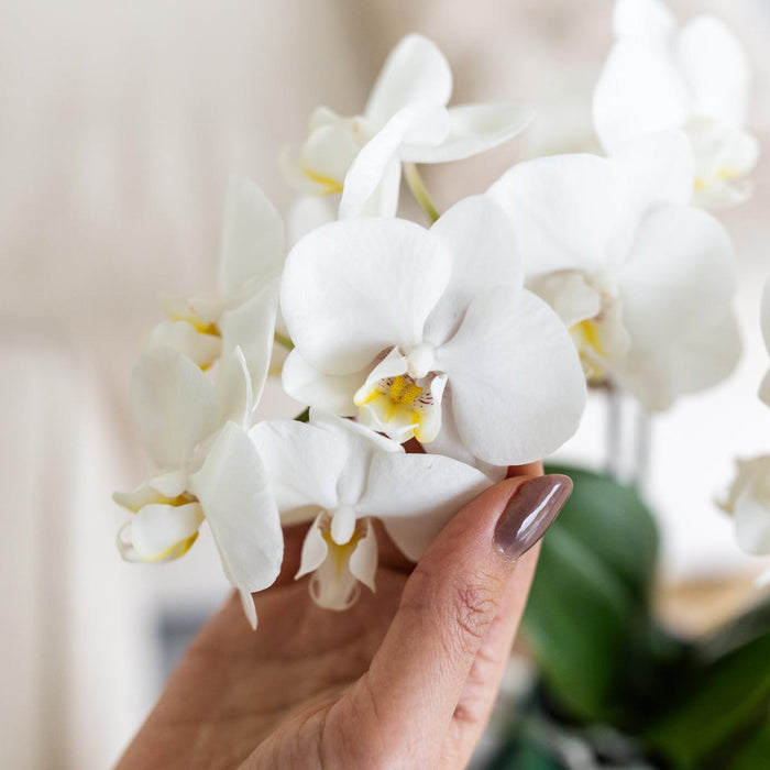 Amabilis Phalaenopsis Orchid + Grønn Malaga Pot