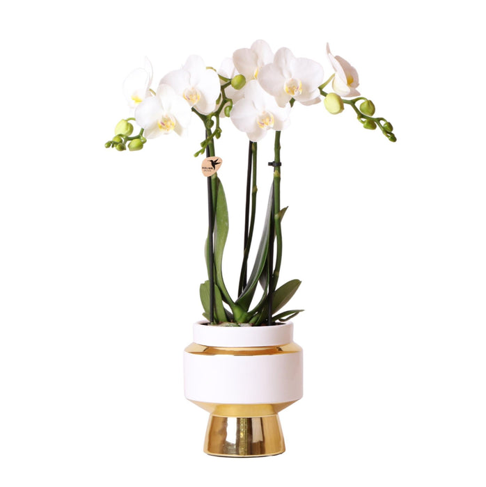 Hvit Amabilis Orchid I Pot Le Chic Doré