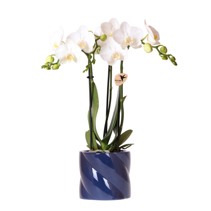 Hvit Amabilis Orchid + Candy Blue Pot