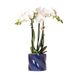 Hvit Amabilis Orchid + Candy Blue Pot