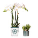 Amabilis Orchid I Malaga Pot Og Sukkulent I Malt Stripe Pot