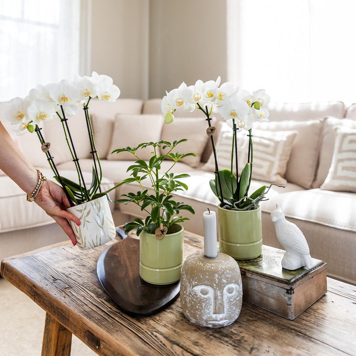 Amabilis Orkidé I Pastellgrønn Potte - Blomstrende Potteplante