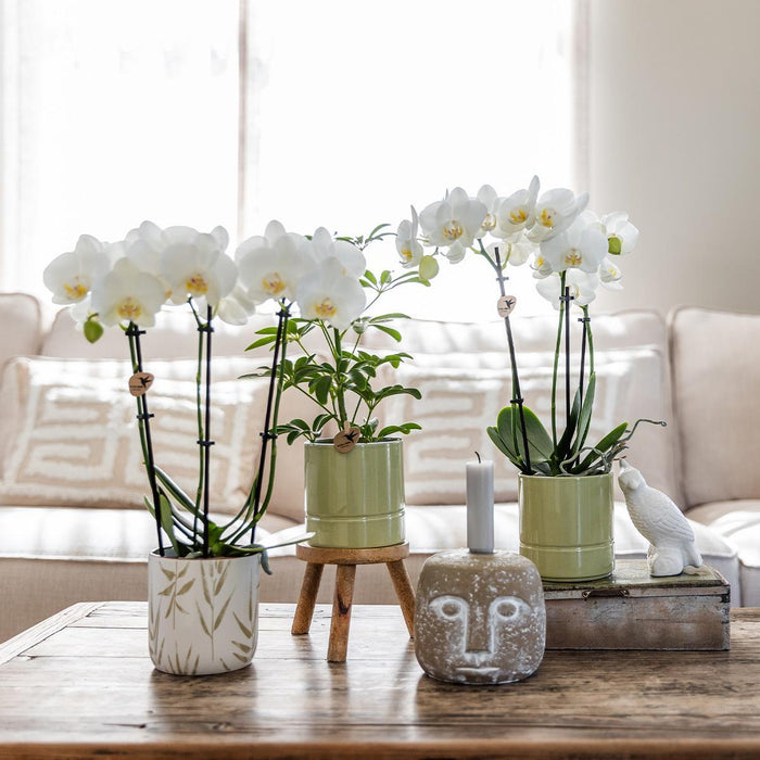 Amabilis Orkidé I Pastellgrønn Potte - Blomstrende Potteplante