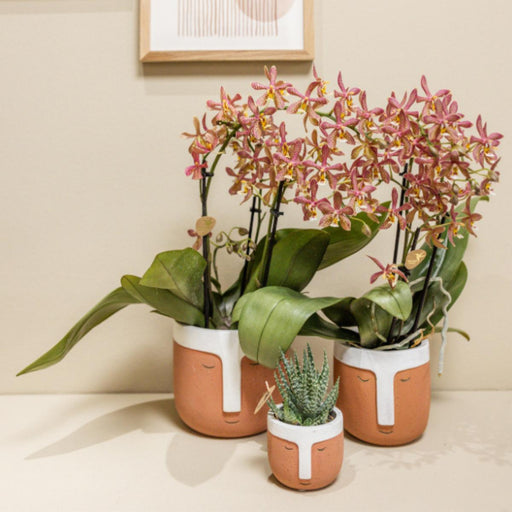 Potted Orange Spider Orchid - Blomstrende Potteplante