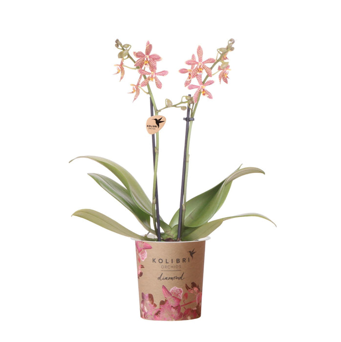 Potted Orange Spider Orchid - Blomstrende Potteplante