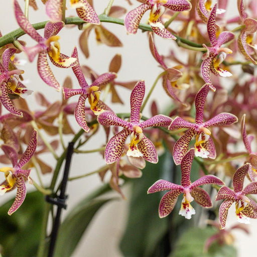 Potted Orange Spider Orchid - Blomstrende Potteplante