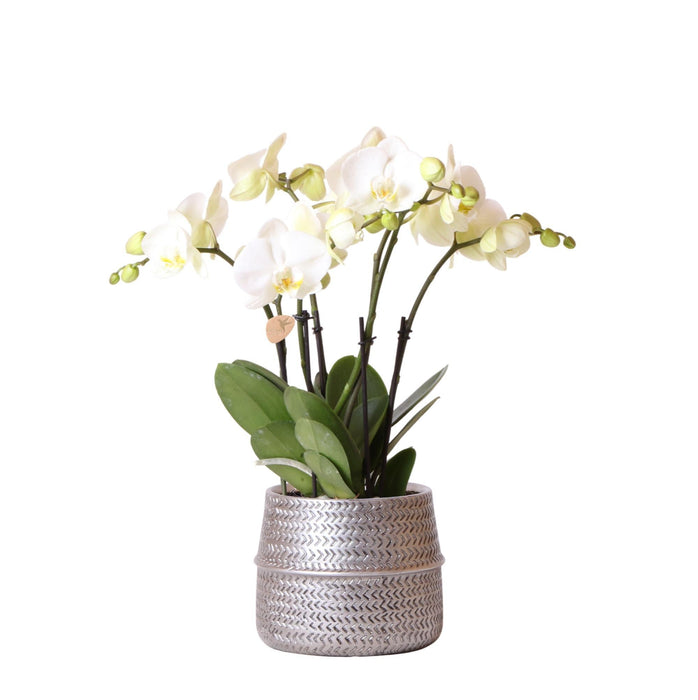 White Orchid And Its Silver Planter - Ø12Cm - Blomstrende Potteplante