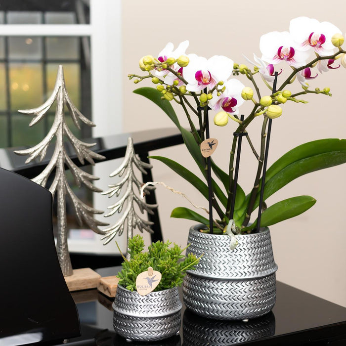 White Orchid And Its Silver Planter - Ø12Cm - Blomstrende Potteplante