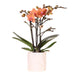 Oransje Bolzano Orchid Med Star Fish Pot