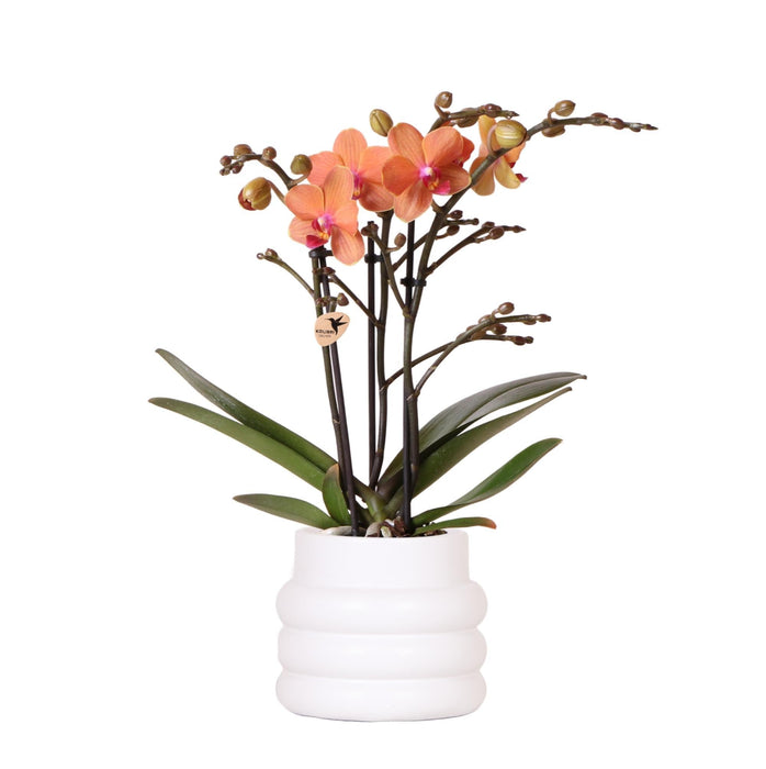 Bolzano Orchid I White Boble Pot