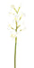 Kunstig Cymbidium Orchid 100Cm Hvit